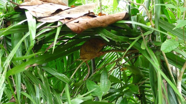 これらのターシャは、観光用にあらかじめ配置してあるのだそうです。<br />触ることはできません。<br />