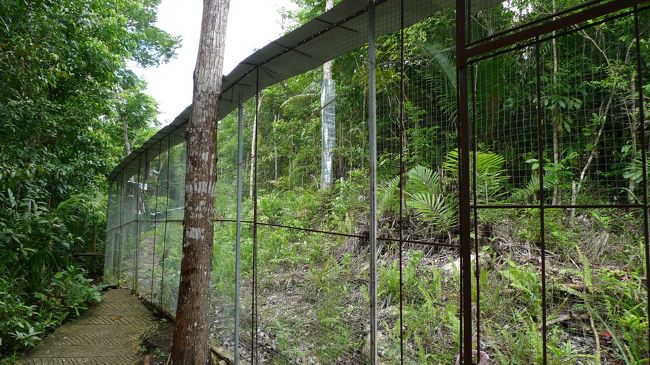 その周辺は柵で囲い込み、保護されています。