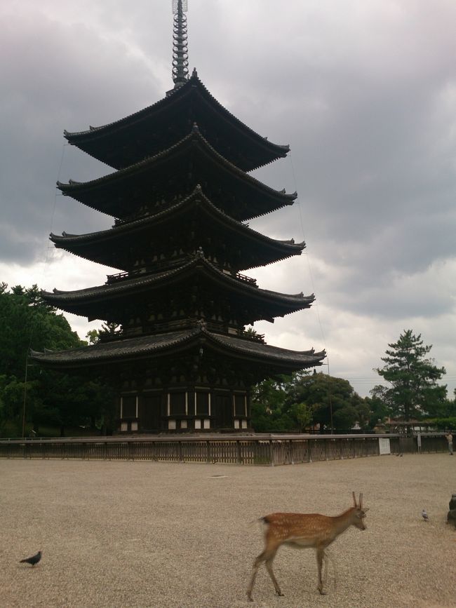 ＪＲ奈良駅で、自転車を借り<br />夫と二人で自転車をこぐ。<br /><br />なだらかな上り坂。<br />ペダルが重くて遅れをとる。<br /><br />なんとか合流。<br />興福寺到着。<br />