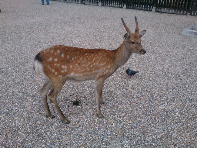 鹿<br /><br />せんべい持ってる？<br />って感じで近づいて来て、<br />さあ〜と、去って行く。