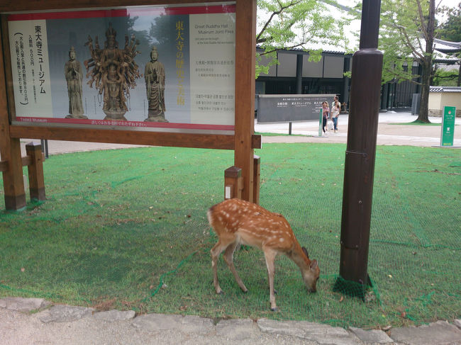 群れから外れた鹿をなんか撮ってしまう。