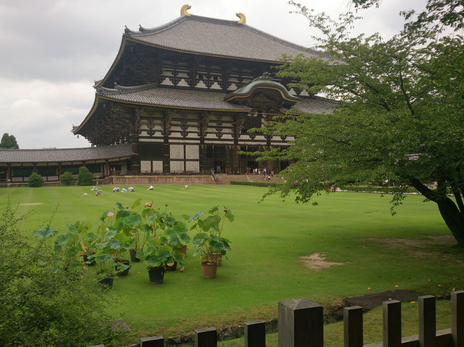 緑鮮やか。大仏殿<br /><br />手入れされてる人がおられるからこそ。<br /><br />