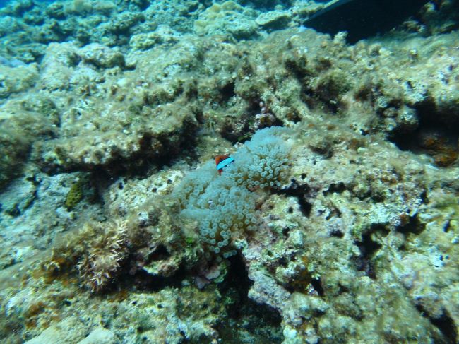 グレート・バリア・リーフで体験ダイビング早期リタイアした、サミー（夫）。。。。<br /><br />「海水温が低すぎるから、ムリ」だそうな。(。･д･。)ﾊｲｯ？