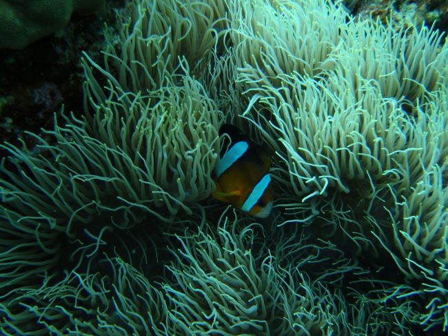 往路船でゲロゲロ、ランチも食べられず、3コースのダイビングも全プッチ。。。<br />帰りもゲロゲロ。。。<br /><br />何しに来たの？<br /><br />中学大阪大会ブレスト2位の肩書が、泣くわ｡ﾟ(ﾟ´Д`ﾟ)ﾟ｡！！！<br /><br />