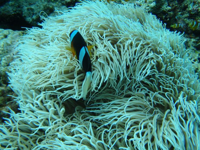 曰く、「海水温が低すぎて、、、」<br />確かに、冬のＧＢＲは寒かった〜〜〜<br />ふるえがとまらなかったもん。<br /><br />今回夏の沖縄、寒いわけないのに。。。<br /><br />あ、あ、あかんｶﾞｸｶﾞｸ（（（゜Д゜；）））ﾌﾞﾙﾌﾞﾙ！！！！