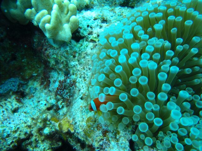 結局、ダイビングができないんだね！<br /><br />「フィンを付けた、足の親指がかゆくなったらどうしよう。。。」<br />「ボンベをしょった、背中がかゆくなったらどうしよう。。。」