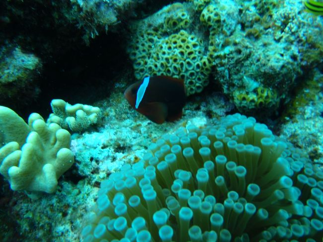 ・・・とパニクるらしい。。