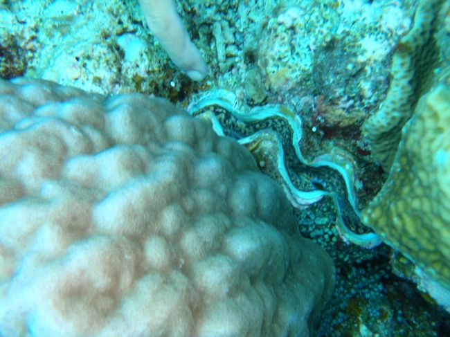 海のなかの神秘的な世界。。。