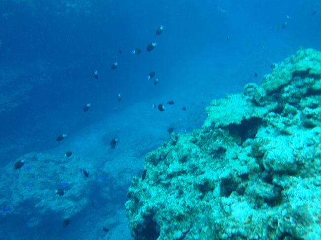 ガイドブックで見てたら、「海の中って、気持ち悪いもんいっぱいやな〜」って？<br />((´∀｀*))ヶﾗヶﾗ