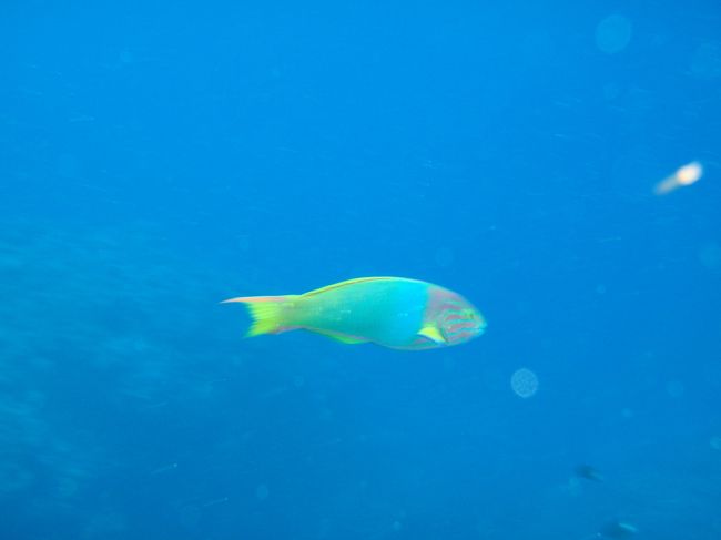 ＧＢＲでのサミーの話に戻ると。。。