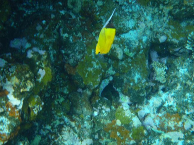 私、とても寒く、30分の体験ダイビング中歯の根が合わず、レギュレータが飛んでいきそうなくらい。<br /><br />「乾いたタオルを使わないでね」とお願いしてたのに。