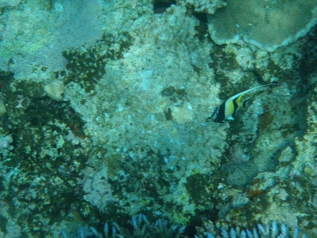 あまりのふるえっぷりに、無い！と言われた長袖ウェットスーツまで出してきてくれ、午後の部。<br /><br />ええ、もちろん潜りますよ♪