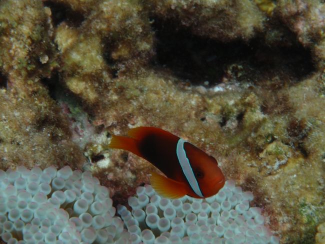 長袖でもガタガタにふるえて、30分のダイビング終了♪<br /><br />上がってきたら、タオルが濡れてる（泣）なんで〜〜〜？