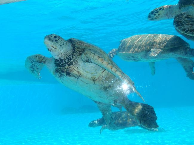 『ちゅら海水族館』<br /><br />実は水族館とは離れたウミガメ、クジライルカ、マナティ館は無料。<br />（その分水族館に上乗せされているのでしょう）<br /><br />