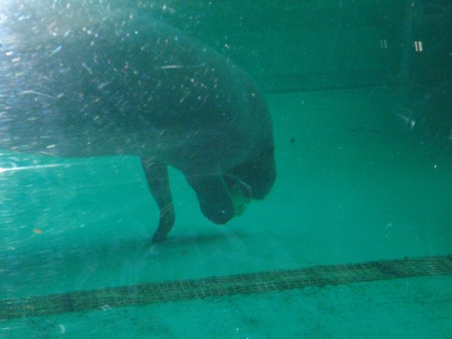 『ちゅら海水族館』<br /><br />落ちたレタスをもしゃもしゃ手を使って食べる様はカワイイｗｗ<br /><br /><br /><br />写真有りませんが、帰りに立ち寄った名護の豚肉料理、『満味』旅行中最高の激ウマ♪http://www.okinawakuukan.com/index/shop/food/hokubu/manmi/<br /><br />やんばる島豚をｗやぶしゃぶ＆焼肉で！脂身が、甘い、旨い！！！<br />（普段脂身は食べません・・・）<br /><br />おかわりは、オール、バラ肉で！（笑）