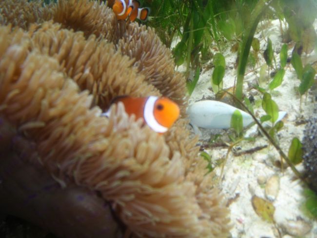 『ちゅら海水族館』<br /><br />ニモ人気はすさまじい。
