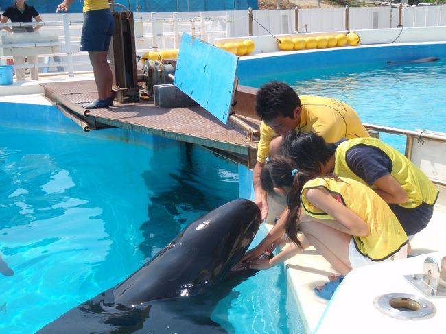 『ちゅら海水族館』<br /><br />畜生は信用できないたちなので、口に手を入れるのは自分ではやりたくないわｗｗ<br /><br />信用しきってるマリアさま、し〜らないっと（笑）