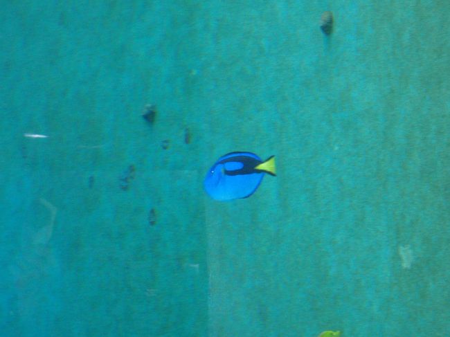 『ちゅら海水族館』<br /><br />ドリー！