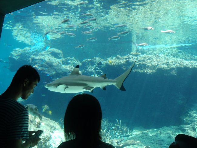 『ちゅら海水族館』