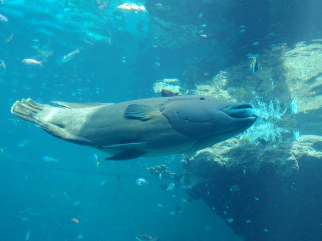 『ちゅら海水族館』