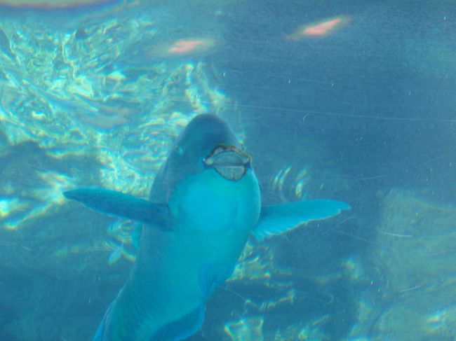 『ちゅら海水族館』<br /><br />変な顔☆