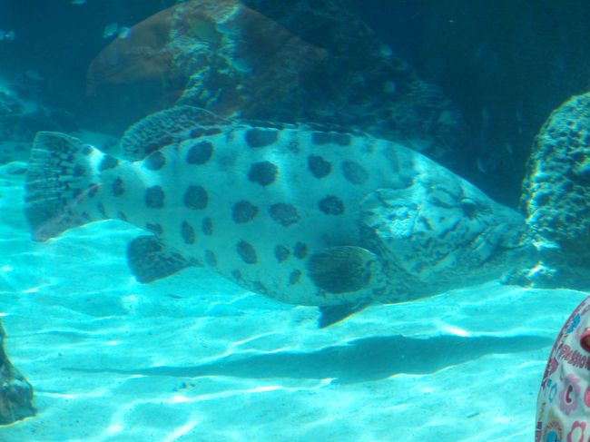 『ちゅら海水族館』