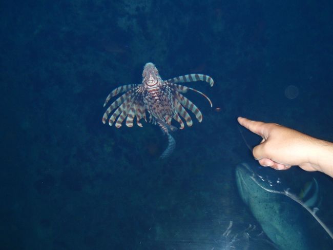 『ちゅら海水族館』