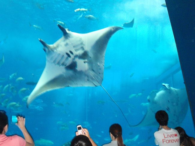 『ちゅら海水族館』<br /><br />マンタ！