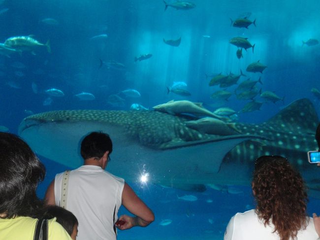 『ちゅら海水族館』<br /><br />ジンベイちゃん！