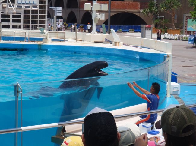 『ちゅら海水族館』<br /><br />イルカ＆クジラのショウ。。。