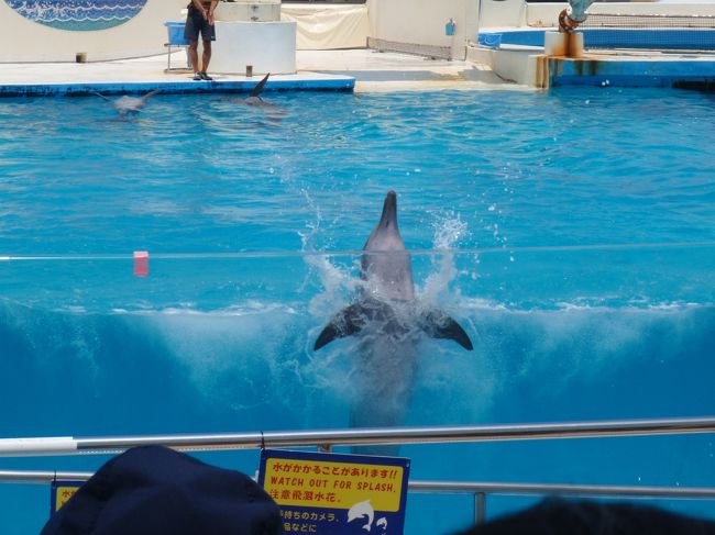 『ちゅら海水族館』