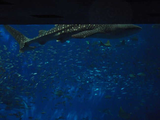 『ちゅら海水族館』<br /><br />大阪の『海遊館』でジンベイは見ていたので、正直感動は無し？<br /><br />ところで、今『海遊館』にはジンベイいないそうな？（2014．8）