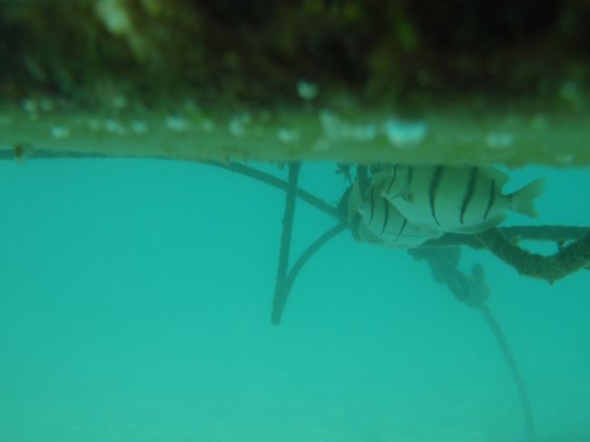 ハブクラゲよけネットの海水浴場なのに。。。<br />（なので魚はいませ〜ん）<br /><br />飛び込み台に魚？<br /><br />クラゲよけネットは万能じゃないの☆