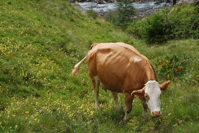 放牧された牛が見られる