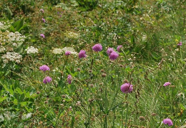 登山路の両端にはいろんな高山植物が見られる<br /><br />マツムシソウが見られた、
