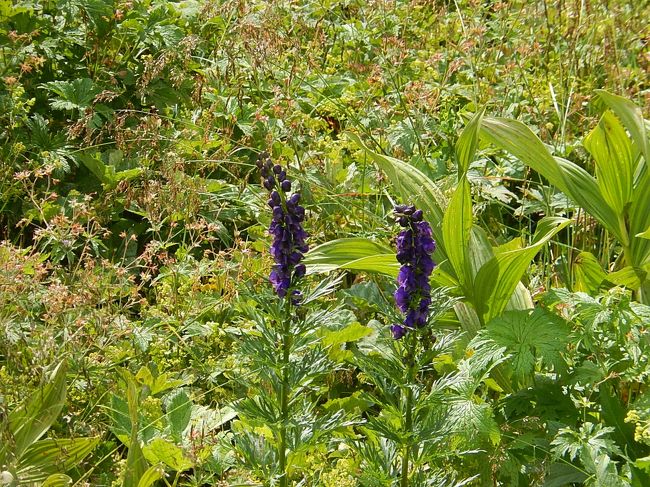 アコニツム・ナペルス<br /><br />キンポウゲ科　トリカブト属