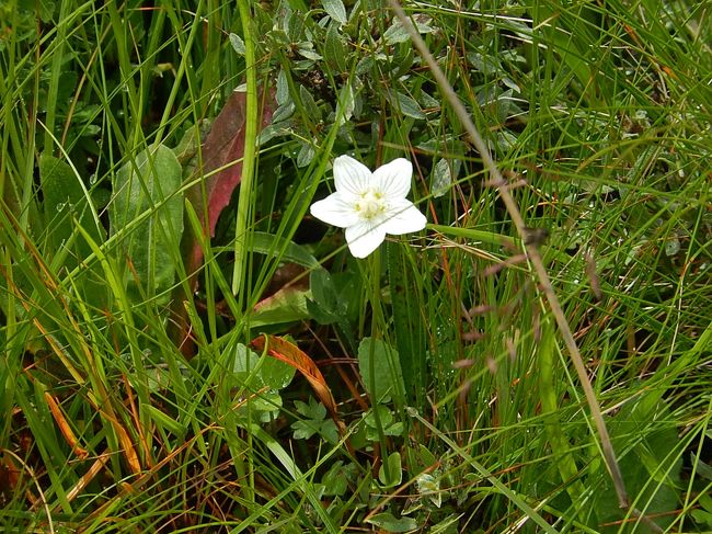 パルナシア・パルストリス<br /><br />ウメバチソウ<br /><br />ユキノシタ科　ウメバチソウ属