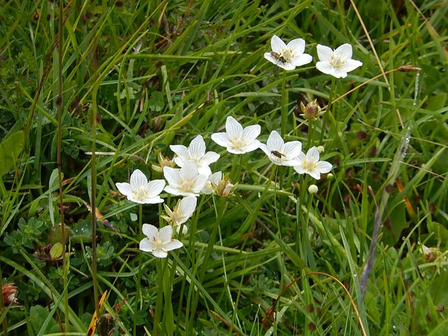 パルナシア・パルストリス<br /><br />ウメバチソウ<br /><br />ユキノシタ科　ウメバチソウ属