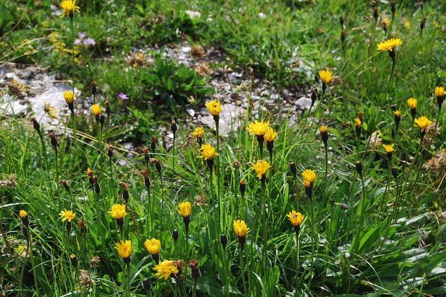 クレペス・ビエンニス<br /><br />キク科　フタマタタンポポ属