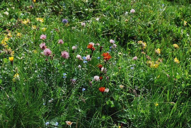 いろんな花が咲き誇っている<br /><br />白赤色のマメ科植物、赤褐色のエフデタンポポ、黄色のマメ科植物等