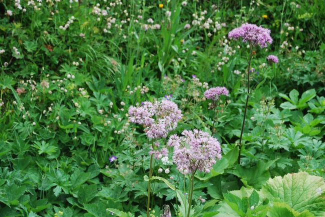 パレリアナ・トリプテリス<br /><br />オミナエシ科　カノコソウ属