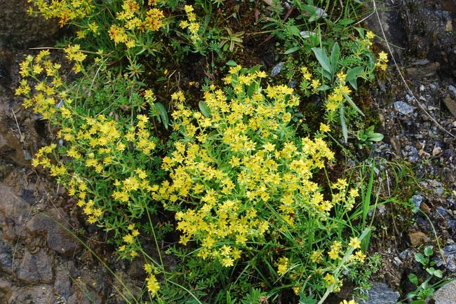 サクシフラガ・アイゾイデス<br /><br />ユキノシタ科　ユキノシタ属