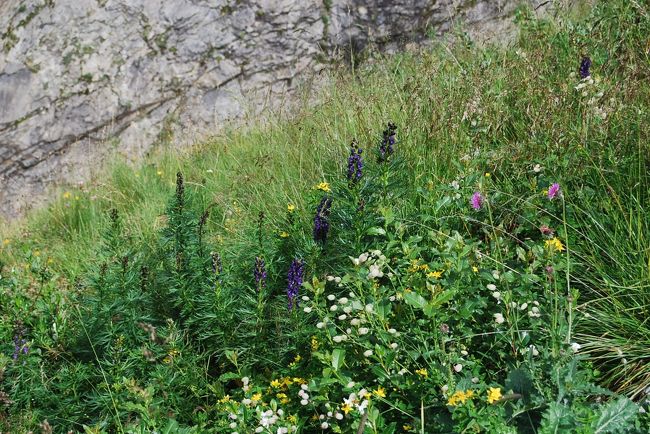 いろんな花が咲き誇っている<br /><br />ヨウシュトリカブト、シレネ・ブルガリス等<br /><br />
