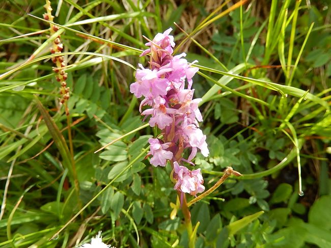 ジムナデニア・コノプセア<br /><br />チドリソウ<br /><br />ラン科　テガタチドリ属