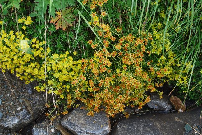 サクシフラガ・アイゾイデス<br /><br />ユキノシタ科　ユキノシタ属