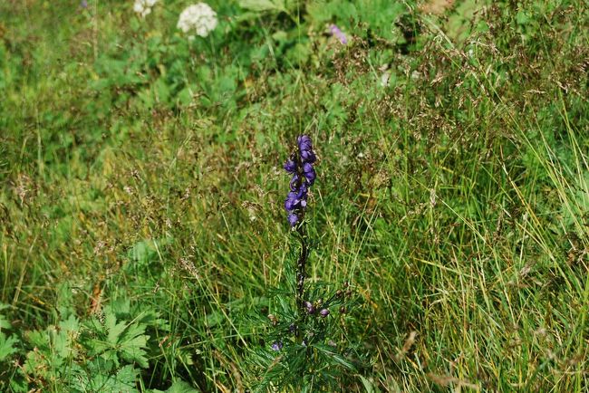 ヨウシュトリカブト