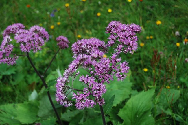 アデノスティリス・アリアリアエ<br /><br />キク科　アデノスティリス属