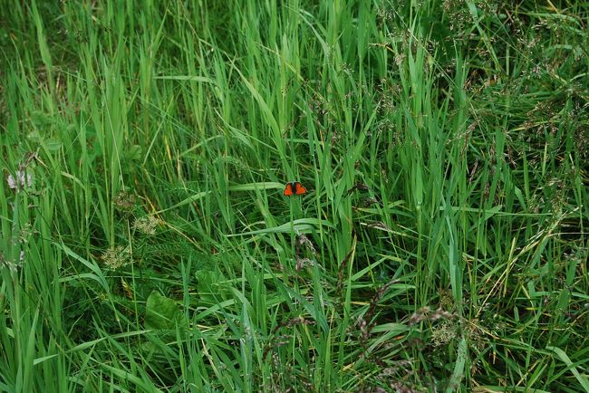 赤い蝶を見つける