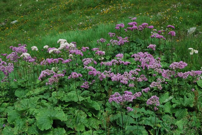 アデノスティリス・アリアリアエ(キク科　アデノスティリス属)の群落が見られる<br />