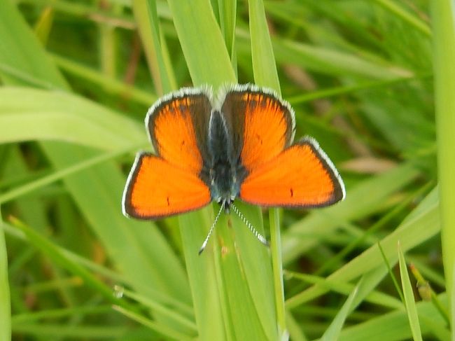 ズームで撮影した美しい蝶